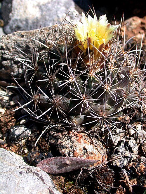 Sclerocactus brevihamatus cactus met roze bloemen in zanderige woestijnomgeving.