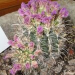 Sclerocactus wrightiae cactus in botanische tuininstelling.