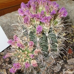 Sclerocactus wrightiae cactus in botanische tuininstelling.