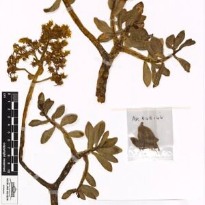 Sedum praealtum plant with fleshy green leaves and yellow flowers.