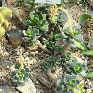Sedum stahlii plant met groene sappige bladeren en kleine gele bloemen.