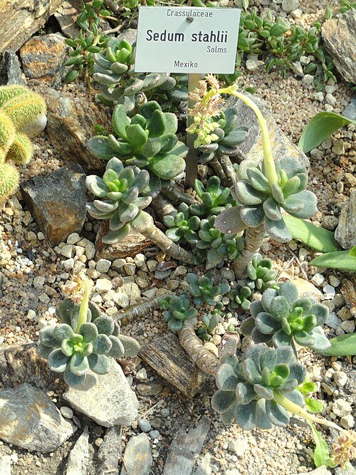 Sedum stahlii plant met groene sappige bladeren en kleine gele bloemen.