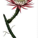 Selenicereus spinulosus cactus in bloei met witte bloemen op een groene stengel.