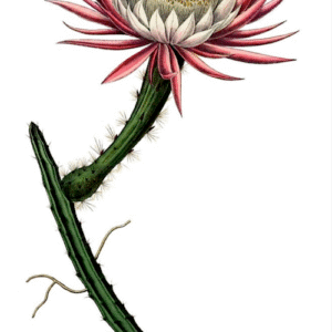 Selenicereus spinulosus cactus in bloei met witte bloemen op een groene stengel.