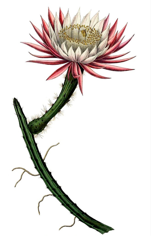 Selenicereus spinulosus cactus in bloei met witte bloemen op een groene stengel.