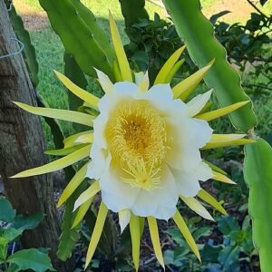 Selenicereus undatus met witte bloem op donkere achtergrond.