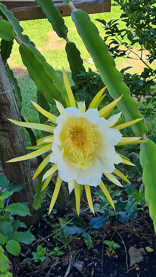 Selenicereus undatus met witte bloem op donkere achtergrond.
