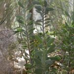 Senecio crassissimus plant met dikke bladeren en grijsgroene kleur.