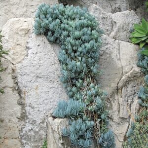 Vetplant Curio talinoides met langwerpige, vlezige bladeren en stervormige groeiwijze.