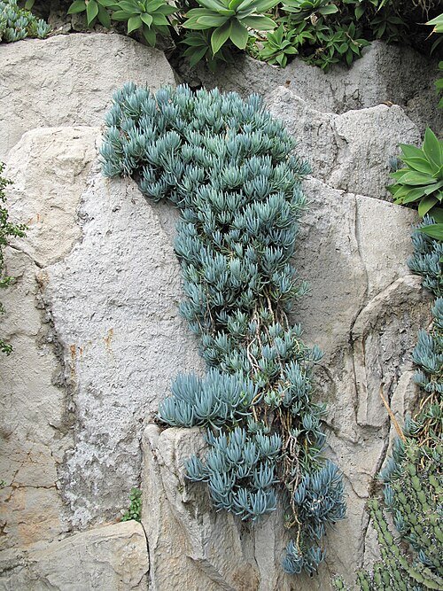 Vetplant Curio talinoides met langwerpige, vlezige bladeren en stervormige groeiwijze.