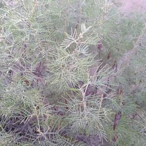 Senna artemisioides struik met gele bloemen op zonnige dag.