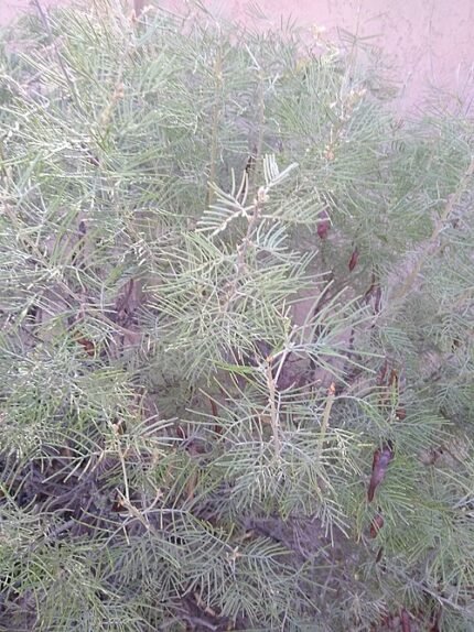 Senna artemisioides struik met gele bloemen op zonnige dag.