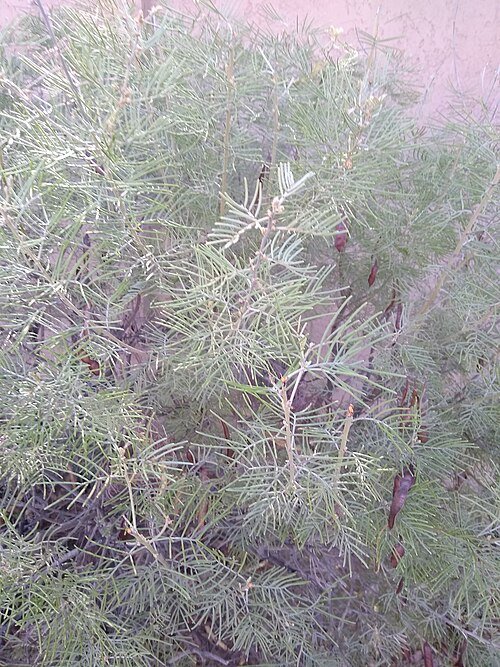Senna artemisioides struik met gele bloemen op zonnige dag.