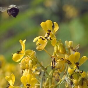 Yellow Senna hebecarpa flowers with delicate leaves in natural setting.