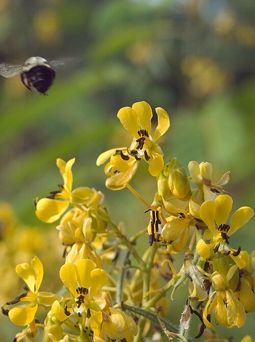 Yellow Senna hebecarpa flowers with delicate leaves in natural setting.