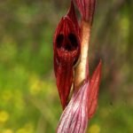 Serapias bergonii orchidee met paars gestreepte bloemtak in zonnige omgeving.