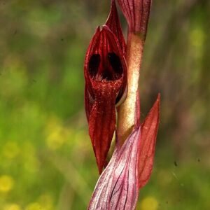 Serapias bergonii orchidee met paars gestreepte bloemtak in zonnige omgeving.