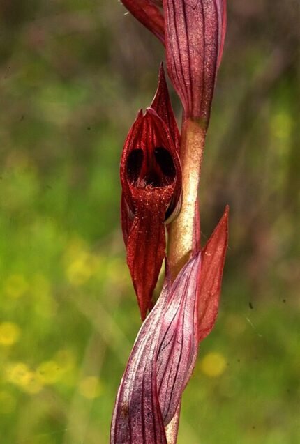 Serapias bergonii orchidee met paars gestreepte bloemtak in zonnige omgeving.