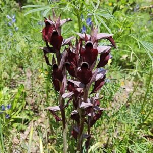 Paarse bloeiende Brede tongorchis orchidee tegen groene bladeren.