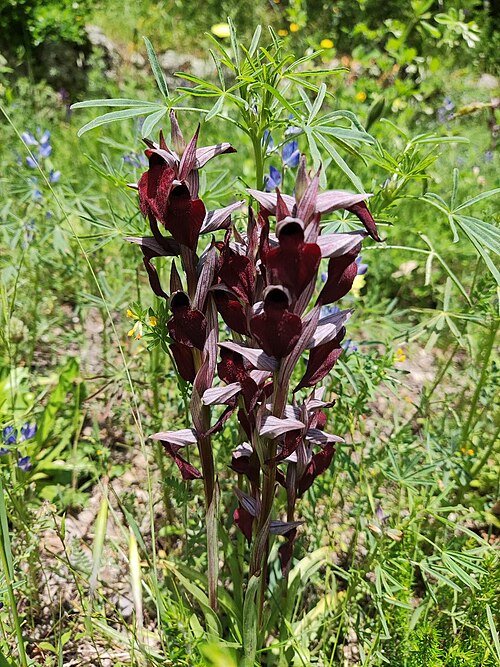 Paarse bloeiende Brede tongorchis orchidee tegen groene bladeren.