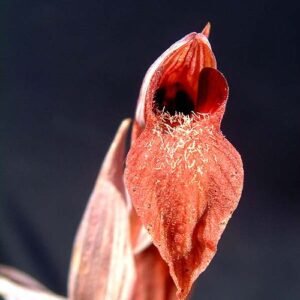 Tongorchis bloemen in paarse en roze tinten tegen groene bladeren.