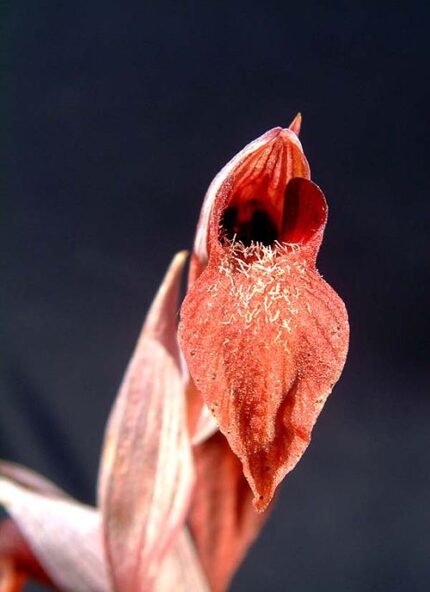 Tongorchis bloemen in paarse en roze tinten tegen groene bladeren.