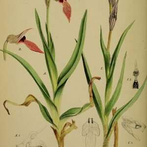 Kleine tongorchis bloem op kleigrond.