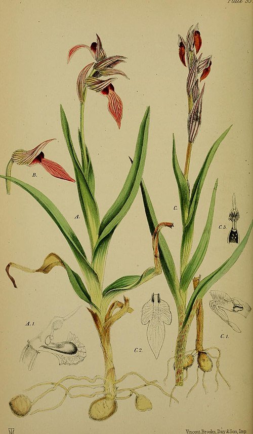 Kleine tongorchis bloem op kleigrond.