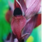 Serapias orientalis bloem met paarse en witte bloemblaadjes.