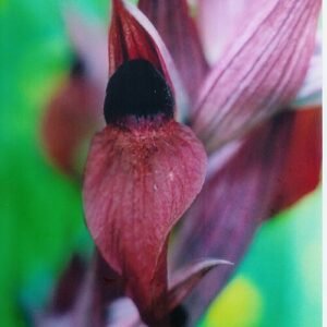 Serapias orientalis bloem met paarse en witte bloemblaadjes.