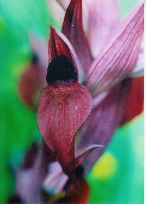 Serapias orientalis bloem met paarse en witte bloemblaadjes.