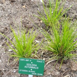 Sesleria autumnalis plant met slanke groene bladeren en delicate witte bloemen.