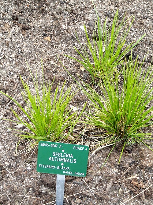 Sesleria autumnalis plant met slanke groene bladeren en delicate witte bloemen.