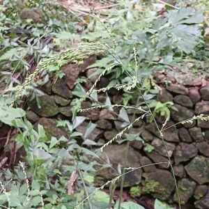 Setaria palmifolia plant met lange, slanke groene bladeren tegen een vervaagde botanische tuinachtergrond.