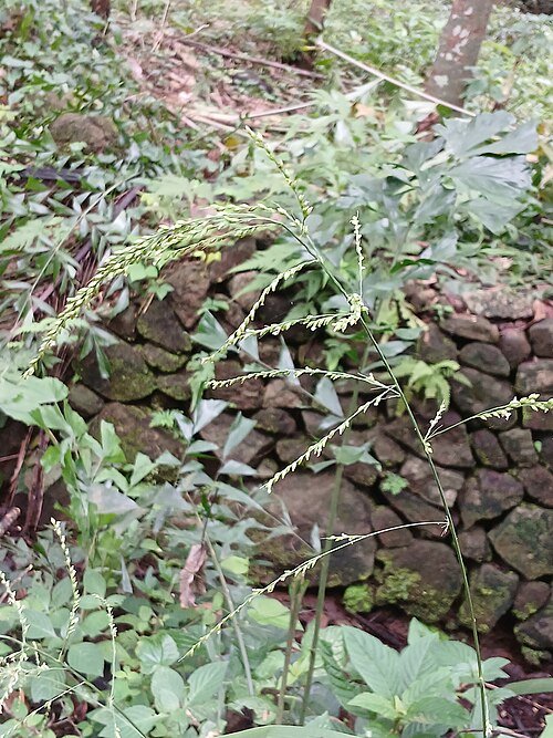 Setaria palmifolia plant met lange, slanke groene bladeren tegen een vervaagde botanische tuinachtergrond.
