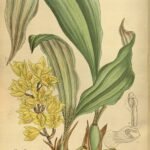 Paarse en witte Soterosanthus orchideeën in volle bloei.