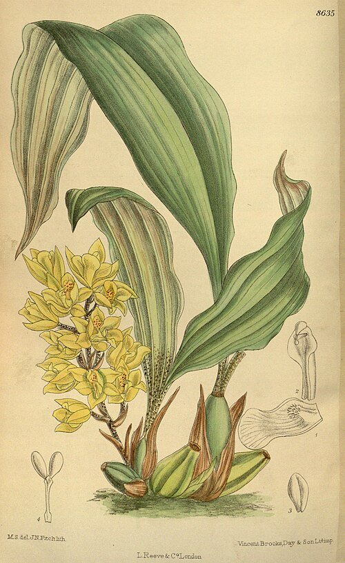 Paarse en witte Soterosanthus orchideeën in volle bloei.