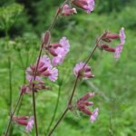 Bloeiende Campion (koekoeksbloem) plant met witte en roze bloemen.