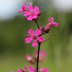 Rode pekanjer bloem in bloei met roze bloemblaadjes op groene stelen.