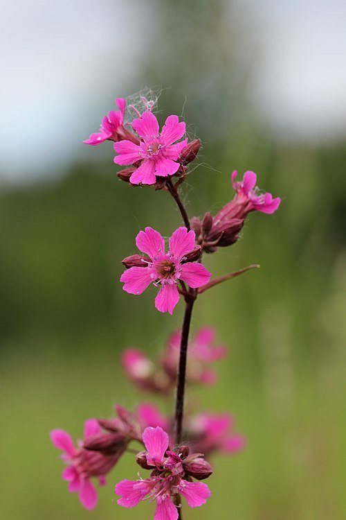 Rode pekanjer bloem in bloei met roze bloemblaadjes op groene stelen.