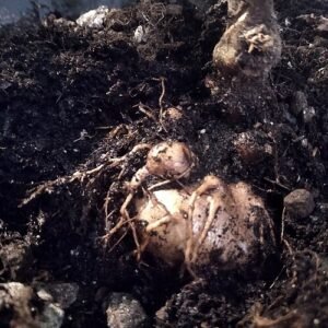 Sinningia speciosa bolplant met winterhardheid.