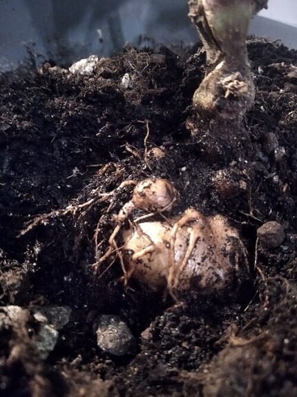Sinningia speciosa bolplant met winterhardheid.