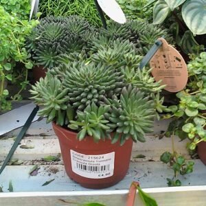 Sinocrassula yunnanensis vetplant met levendige groene rozetten en rode uiteinden.