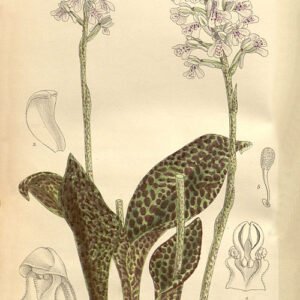 Sirindhornia-monophylla bloem in bloei met levendige kleuren en delicate bloembladeren.