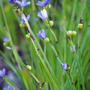 Blauwe bloem van Sisyrinchium angustifolium in close-up.