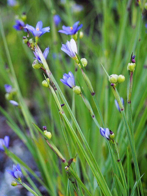 Blauwe bloem van Sisyrinchium angustifolium in close-up.