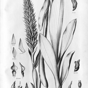 Grote groene bladeren en witte bloemen van de Skeptrostachys plant.