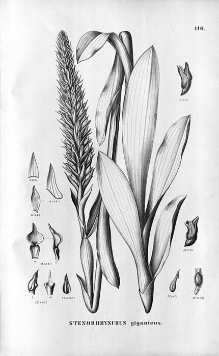 Grote groene bladeren en witte bloemen van de Skeptrostachys plant.