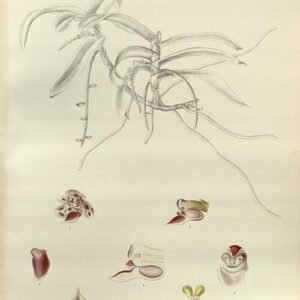 Botanische illustratie van Smitinandia micrantha orchidee uit Sikkim-Himalaya, 1898.
