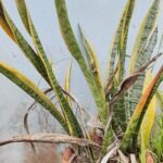Sansevieria plant groeit in een pot.